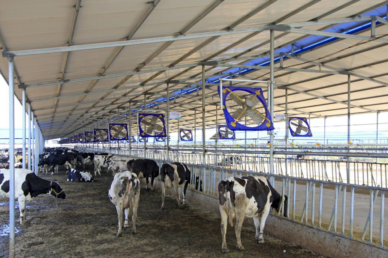 دامداری با تهویه منظم و حرفه ای